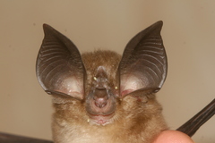 Rhinolophus macrotis