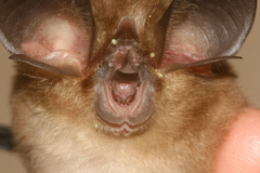 Rhinolophus macrotis