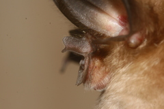 Rhinolophus macrotis