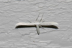 Hellinsia homodactylus