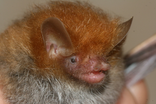 Rainforest Tube-nosed Bat (Murina pluvialis) — Data Deficient Mammalia