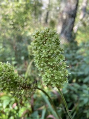 Amianthium