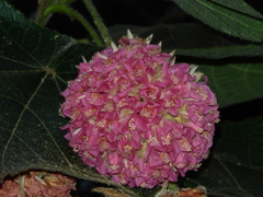 Dombeya wallichii