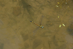 Polycanthagyna melanictera