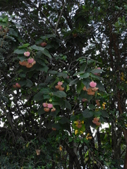Dombeya wallichii