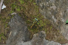 Polycanthagyna melanictera