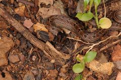 Oligodon taeniolatus