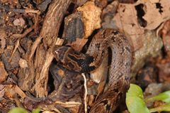 Oligodon taeniolatus