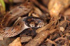 Oligodon taeniolatus