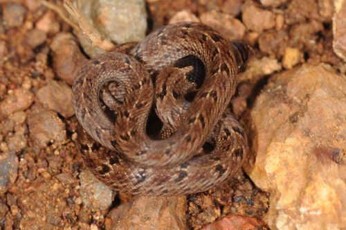 Photo of a Loos Snake (Oligodon taeniolatus)