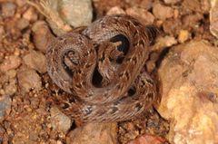 Oligodon taeniolatus