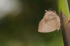 Surendra quercetorum