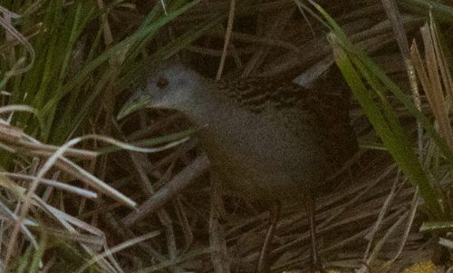 Ash-throated Crake (Mustelirallus albicollis), photo 3