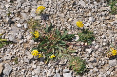 Anthyllis vulneraria alpestris