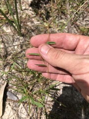 Croton michauxii elliptica