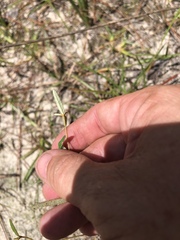 Croton michauxii elliptica
