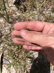 Croton michauxii elliptica