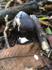 Entoloma medianox