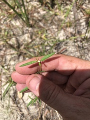 Croton michauxii elliptica