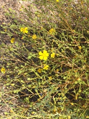Deinandra pentactis