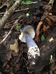 Entoloma medianox