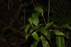 Melodinus australis
