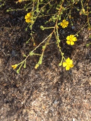 Deinandra pentactis
