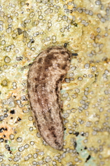 Philomycus togatus