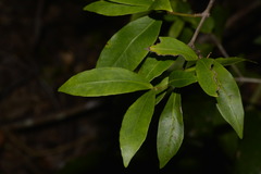 Melodinus australis