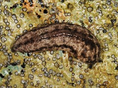 Philomycus togatus