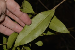 Melodinus australis