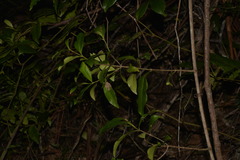 Melodinus australis