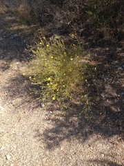 Deinandra pentactis