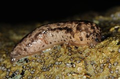 Philomycus togatus