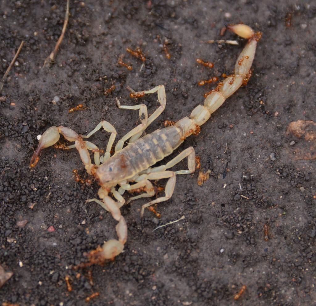 Chihuahuanus glabrimanus