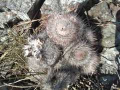 Parodia scopa