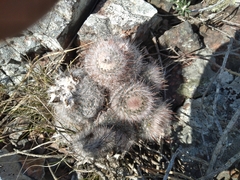 Parodia scopa