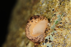 Philomycus togatus