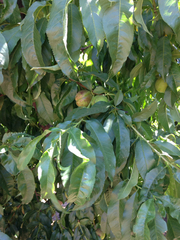 Prunus persica nucipersica