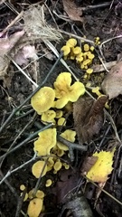 Craterellus melanoxeros