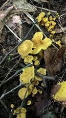 Craterellus melanoxeros