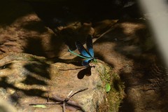 Matrona basilaris