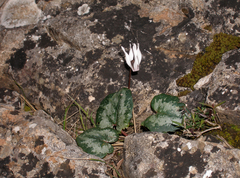 Cyclamen balearicum