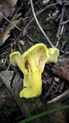 Craterellus melanoxeros