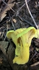 Craterellus melanoxeros