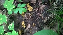 Craterellus melanoxeros