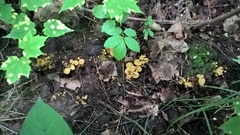 Craterellus melanoxeros