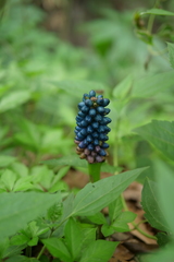 Amorphophallus henryi