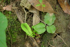 Mickelopteris cordata