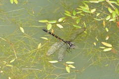 Polycanthagyna melanictera